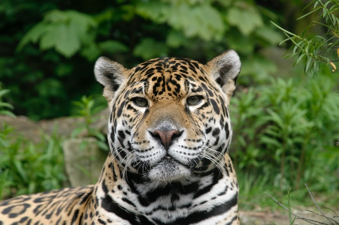 Jaguar in the Amazon rainforest